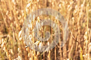 Oat field close up. Background of yellow ears of oats. Selective focus