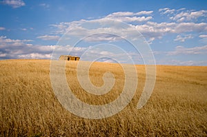 Oat field golden ripe for harvest