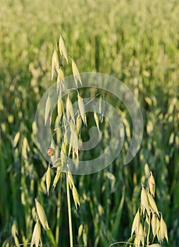 Oat field and ladybird