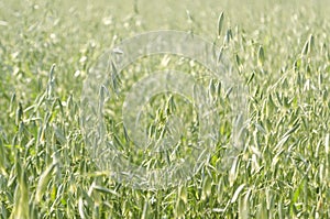 Oat field, planted cereals, harvesting, harvesting feed for horses, oatmeal for breakfast, ripening cereal crops