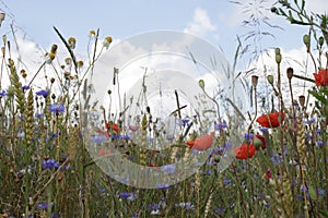 Oat field with poppies and cornflowers