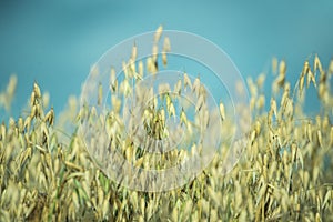 Oat field