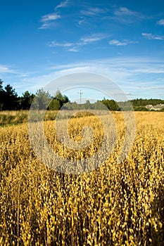 Oat field