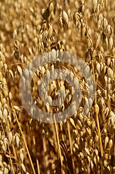 Oat field. Spikes oat closeup on a gold background