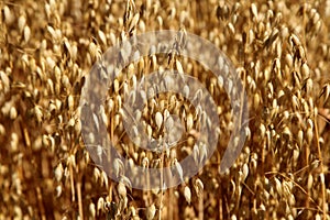 Oat field. Spikes oat closeup on a gold background.