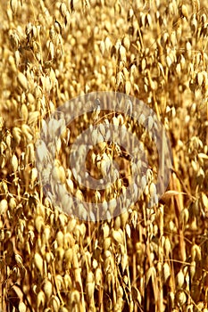 Oat field. Spikes oat closeup on a gold background