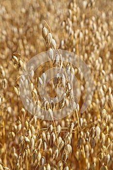 Oat field. Natural background.