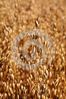 Oat field. Spikes oat closeup on a gold background