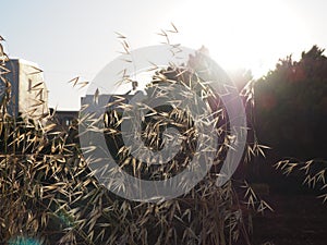 Oat field at sunset, wild oats as a background, solar flare.