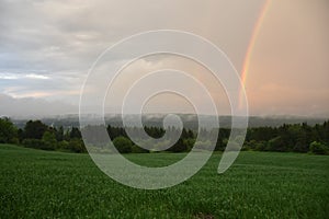 An oat field after a thunderstorm