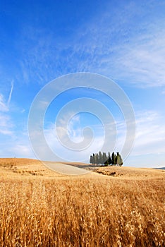 Oat fields