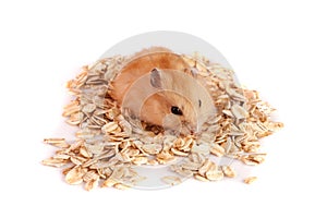 Oat flakes with a hamster isolated on white background