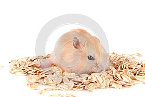 oat flakes with a hamster isolated on white background