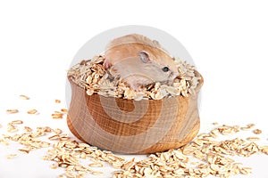 Oat flakes in a wooden bowl with a hamster isolated on white background