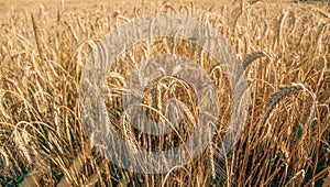 Oat florets on sunlit field full frame background