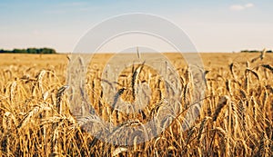 Oat florets on sunlit field full frame background