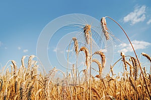 Oat florets on sunlit field full frame background