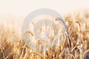 Oat florets on sunlit field full frame background