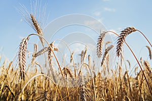 Oat florets on sunlit field full frame background