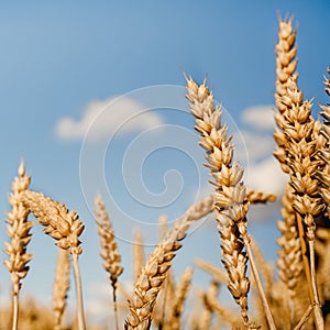 Oat florets on sunlit field full frame background