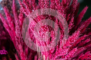 Oat grain drying pink, the coating used in components of the bouquet. Which is used as the background.