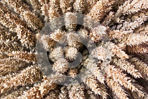 Oat grain drying used in components of the bouquet. Which is used as the background.