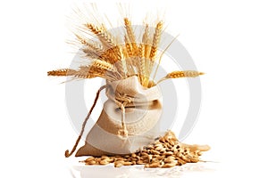 Oat grains with hulls or husks in burlap bag isolated on a white background. Agriculture, diet and nutrition.