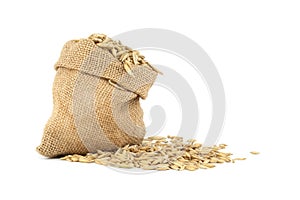 Oat grains with husk or hulls in burlap bag