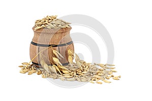 Oat grains with husk or hulls in wooden barrel