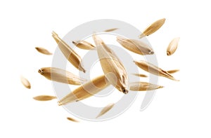Oat grains levitate on a white background photo