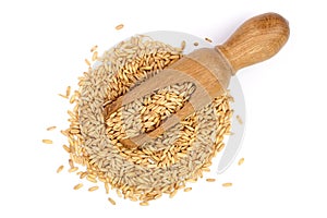 Oat grains in wooden scoop isolated on white background. Top view. Flat lay