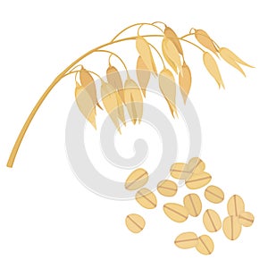 Oat illustration, oatmeal flake and oat ear