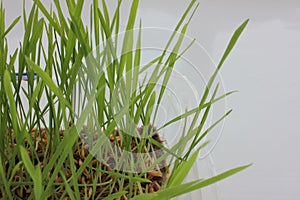 Oat microgreens in growing tray on a white background. Fresh green sprouted oats. Superfood, vegan and healthy eating concept.