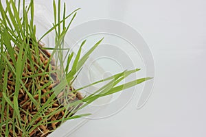 Oat microgreens in growing tray on a white background. Fresh green sprouted oats. Superfood, vegan and healthy eating concept.