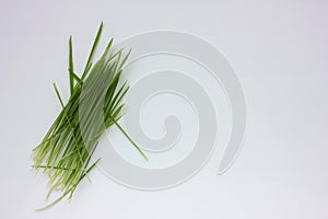 Oat microgreens on a white background. Fresh green sprouted oats. Superfood, vegan and healthy eating