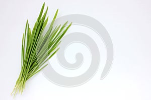 Oat microgreens on a white background. Fresh green sprouted oats. Superfood, vegan and healthy eating concept.