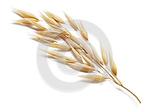 Oat plant