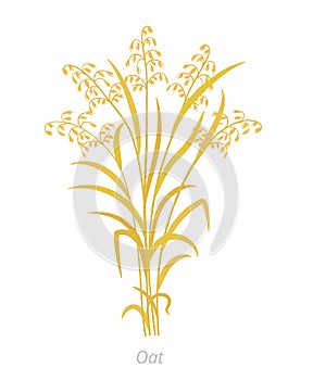 Oat plant. Avena sativa. Bunch of orange ripe and dry grass. Agronomy cereal grain. Vector agricultural illustration.