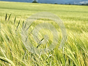 Oat plant in barley field.  Golden Field Agricultural Landscape