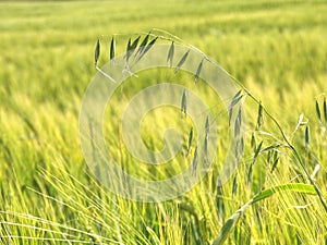 Oat plant in barley field.  Golden Field Agricultural Landscape