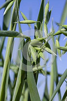 oat plant during cultivation in the field in summer