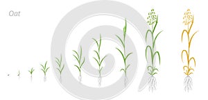 Oat plant growth stages development. Avena sativa. Species of cereal grain. Harvest animation progression. Ripening