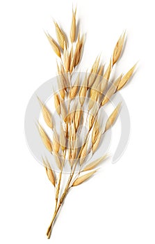 Oat plant photo