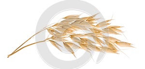 Oat plant isolated on white with clipping path