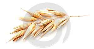 Oat plant isolated.