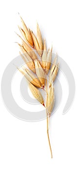 Oat plant isolated.
