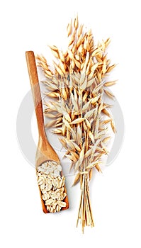 Oat plant with oats corn. photo