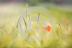 Oat plants and red poppy flowers in summer field, blurred nature background