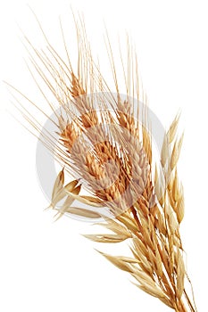 Oat plants and wheat ears