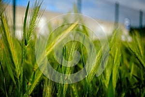 Oat Sativa cereal green field macro detail